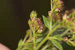 Hairy pinweed